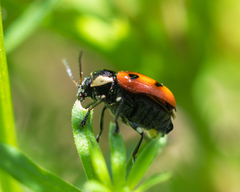 Cryptocephalus octopunctatus