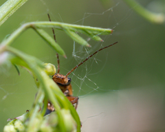 Cantharis nigricans