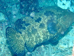 Epinephelus fuscoguttatus