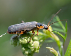 Cantharis nigricans