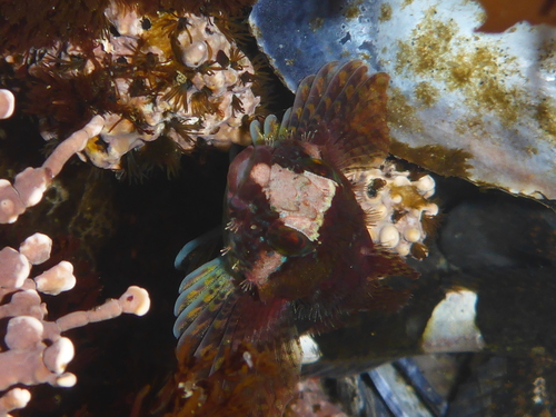 Oligocottus rubellio