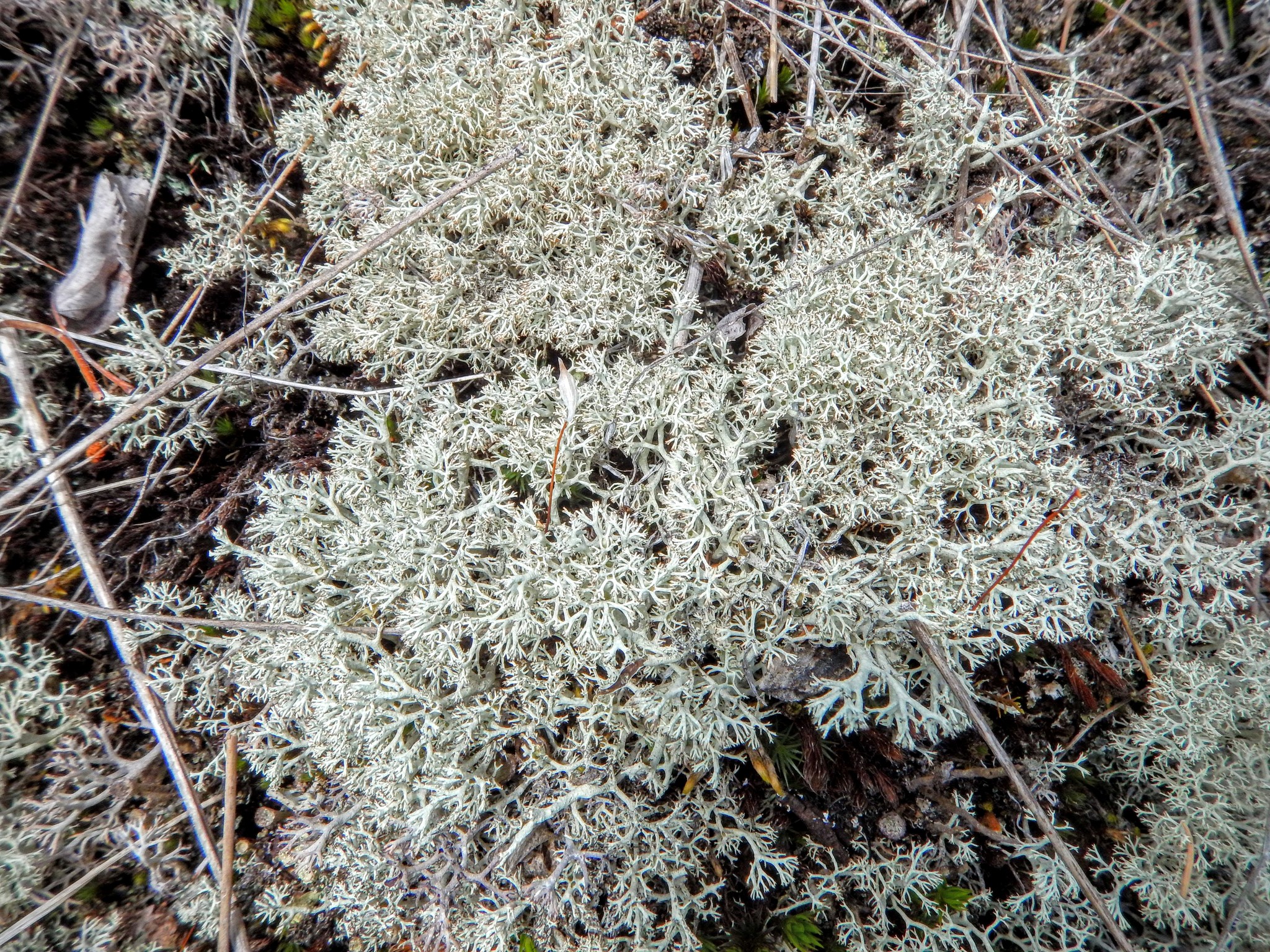 Cladonia mitis image