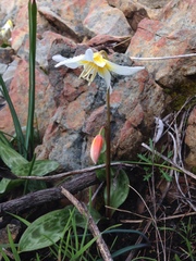 Erythronium multiscapideum