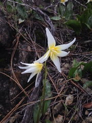 Erythronium multiscapideum