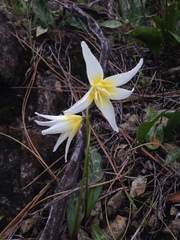 Erythronium multiscapideum