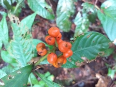 Palicourea racemosa