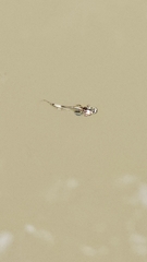 Dark Sided Chorus Frog photo 4