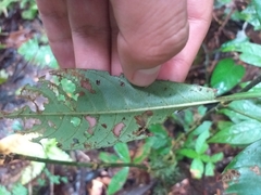Palicourea racemosa