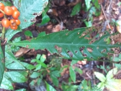 Palicourea racemosa