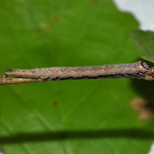 Figure-seven Moth photo 3