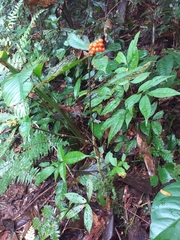 Palicourea racemosa