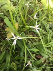 Rhynchospora nervosa