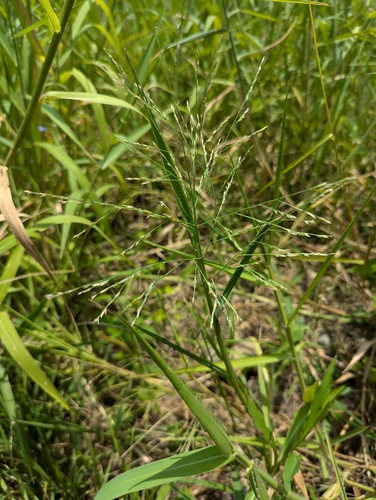 Panicum paludosum iNat (2)