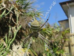 Argiope magnifica
