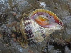 Paciocinebrina circumtexta