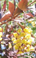 Berberis × ottawensis