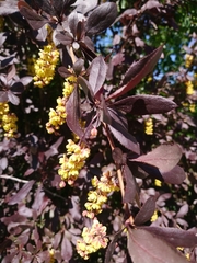 Berberis × ottawensis