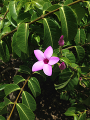 Cryptostegia