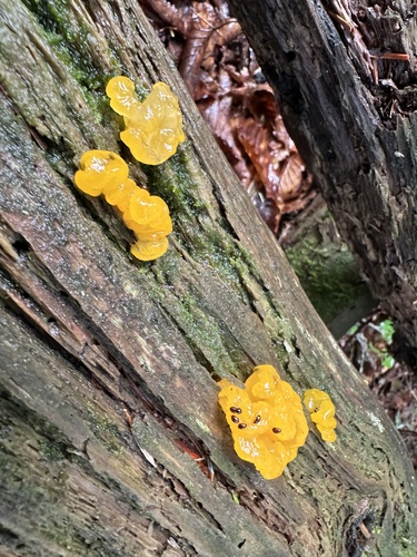 Dacrymyces chrysospermus