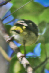Chlorodrepanis stejnegeri