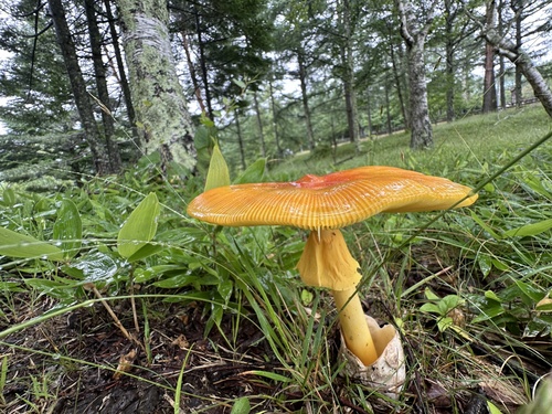 Amanita caesareoides