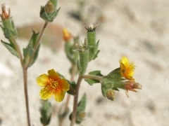 Mentzelia montana