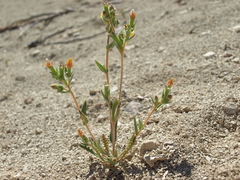 Mentzelia montana