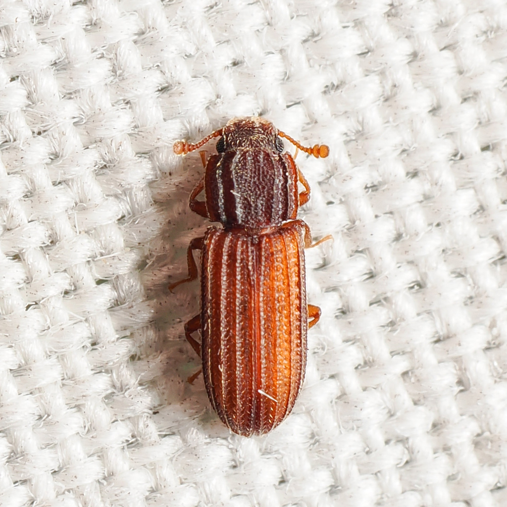 Bitoma sulcata