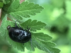 Chrysolina oricalcia