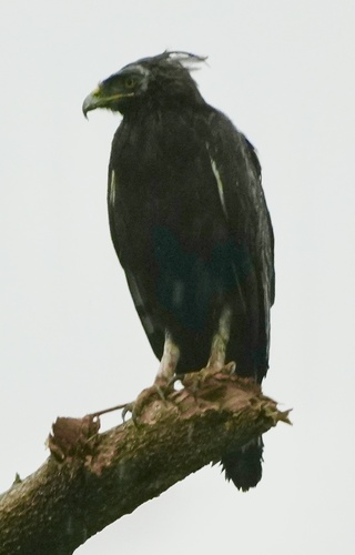 Long-crested Eagle