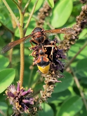 Delta unguiculatum