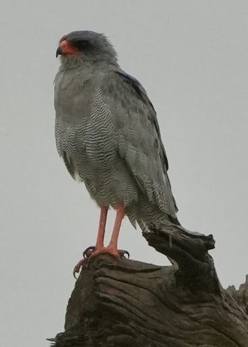 Dark Chanting-Goshawk