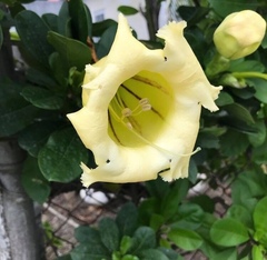 Solandra grandiflora