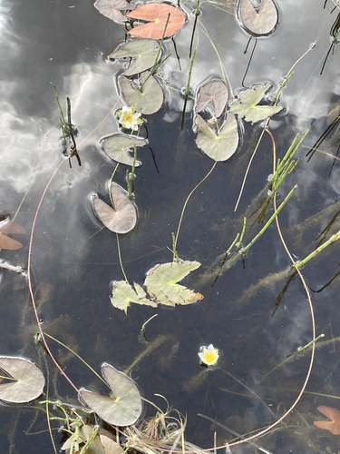 Nymphaea tetragona iNat (1)
