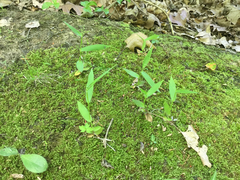 Dichanthelium sphaerocarpon