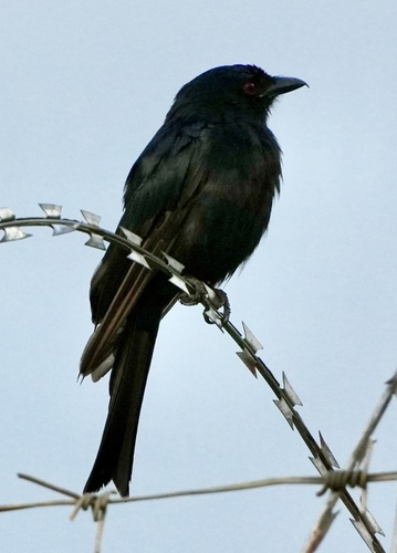 Fork-tailed Drongo
