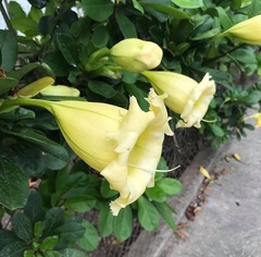 Solandra grandiflora