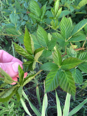 Rubus oklahomus
