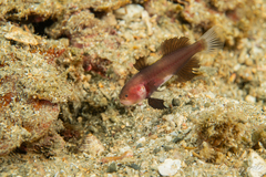 Small-Eyed Goby photo 1