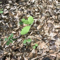 Magnolia acuminata