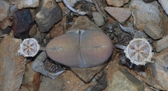 Didymaotus lapidiformis