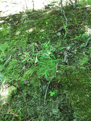 Dichanthelium dichotomum