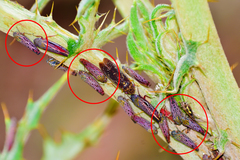 Graphocephala edwardsii