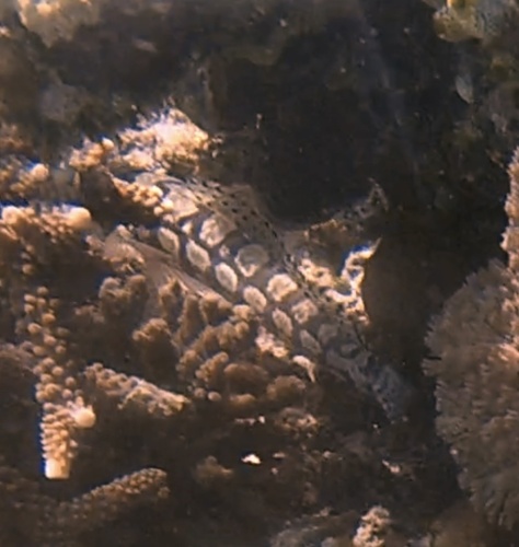 Reticulated Sandperch (Parapercis tetracantha)