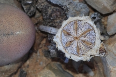 Didymaotus lapidiformis
