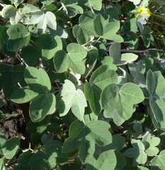 Gossypium tomentosum