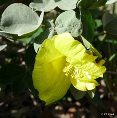 Gossypium tomentosum