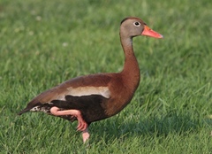 Dendrocygna autumnalis