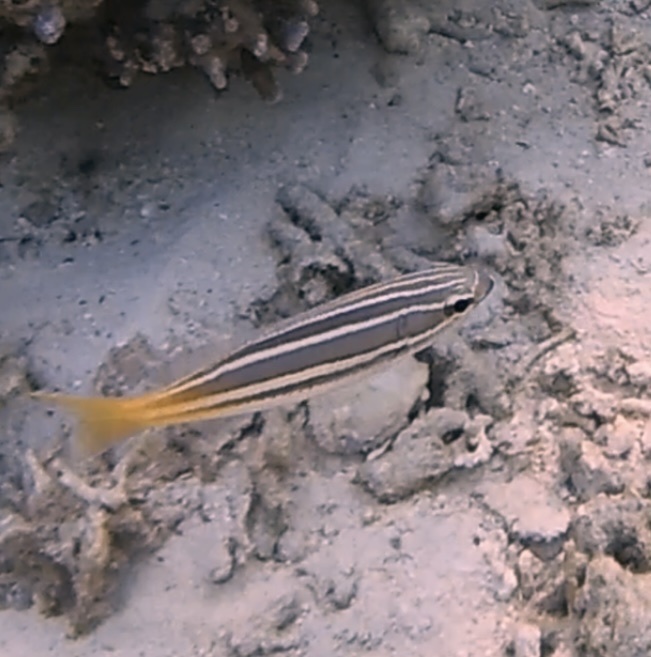 Threadtail bream