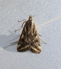 Loxostege cereralis